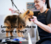 How Long Does It Take to Groom a Dog