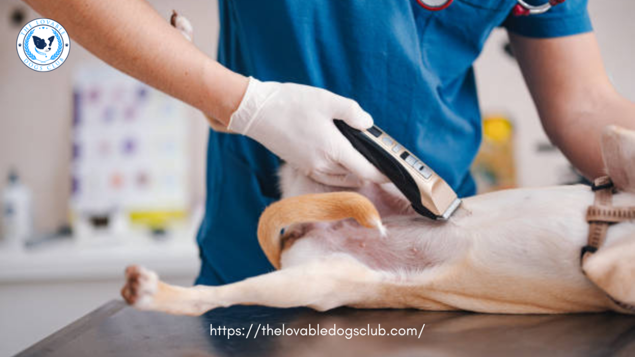 dog getting shaved 