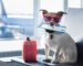 Is Dog Boarding Safe for My Pet?